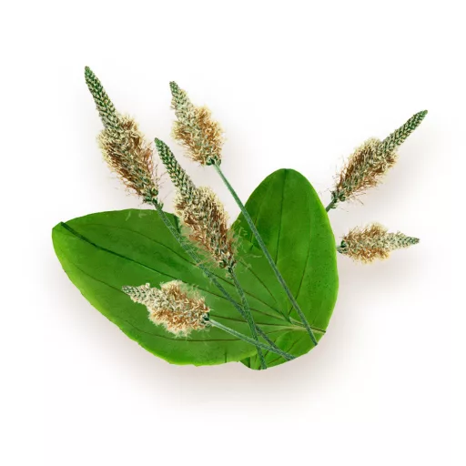 BioMenü organske kapsule psyllium ljuske 60 kom materijal