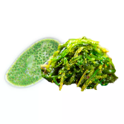 BioMenü organske kapsule alge chlorelle i spiruline 60 kom. materijal