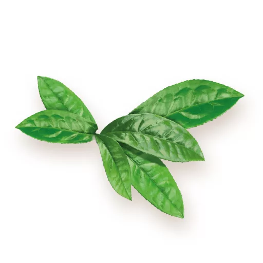 BioMenü organske kapsule matcha čaja 60 kom. materijal