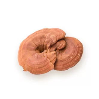 BioMenü organske kapsule gljive ganoderma 60 kom. slika proizvoda