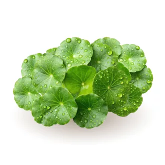 Caleido Gotu Kola ekstrakt kapsule 30 kom slika proizvoda