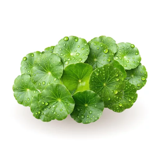 Caleido Gotu Kola ekstrakt kapsule 30 kom materijal