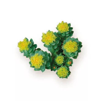Caleido Rhodiola Rosea ekstrakt kapsule 60 kom slika proizvoda