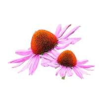Ehinacea