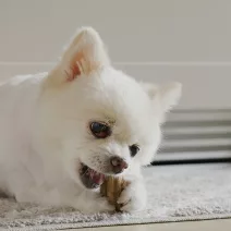 Grickalica za pse s maitake gljivama za jačanje imuniteta i oralnu higijenu