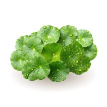 Gotu kola